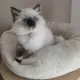 Słodziaki Hodowla Ragdoll