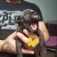 Hodowla - Cane corso Jabłonna palace