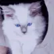 Chaton Royal *PL