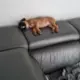 Marek admin@petso.pl