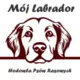 Mój Labrador PL