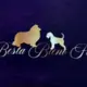 Hodowla - Besta Bieno FCI