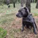 Hodowla - AmericanPitbulLove
