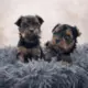 Little Royals