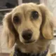 Hodowla - Dachshunds Von Creamshire