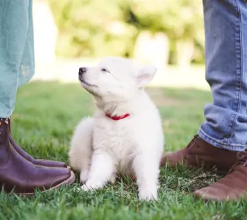 Wyprawka dla szczeniaka