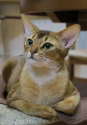 Kot Abisyński - Kocięta na Sprzedaż