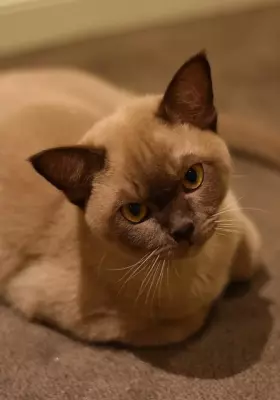 Kot Burmski - Kocięta na Sprzedaż