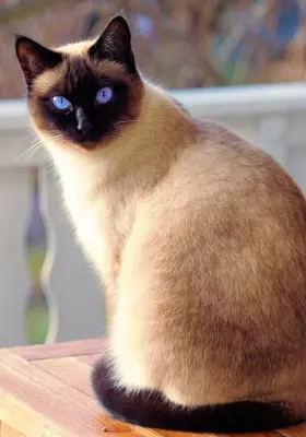 Kot syjamski - Kocięta na Sprzedaż
