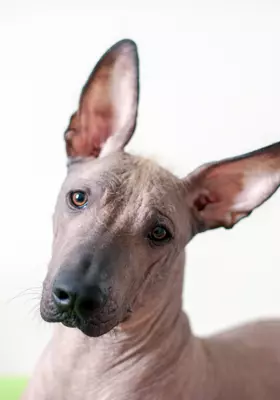 Nagi Pies Meksykański (Xoloitzcuintle) - Szczenięta na Sprzedaż