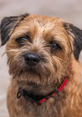 Border Terrier