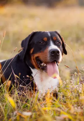 Duży Szwajcarski Pies Pasterski - Szczenięta na Sprzedaż