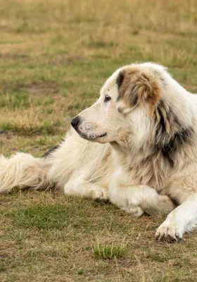 Pirenejski Pies Górski - Szczenięta na Sprzedaż