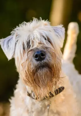 Irish Soft Coated Wheaten Terrier - Szczenięta na Sprzedaż