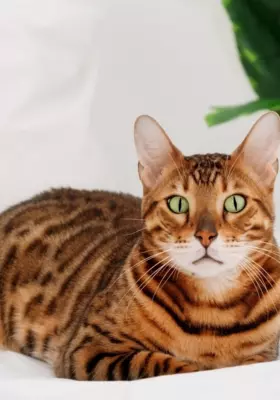 Kot Bengalski - Kocięta na Sprzedaż