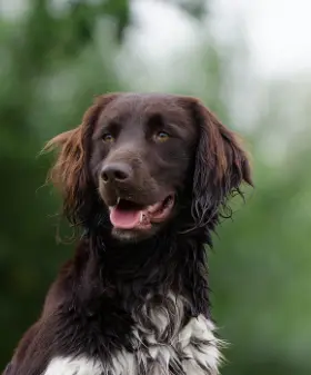 Mały Münsterländer