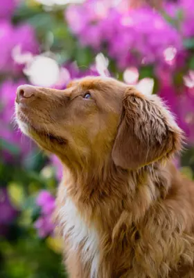 Retriever z Nowej Szkocji