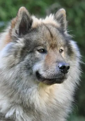 Eurasier