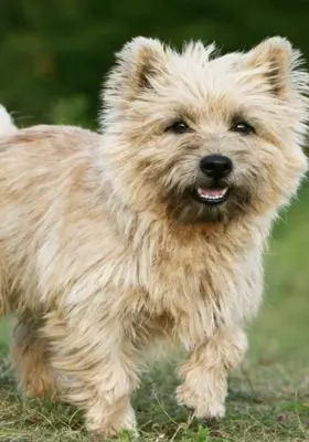 Cairn Terrier