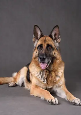 Owczarek Staroniemiecki