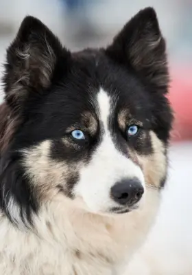 Łajka Jakucka - Szczenięta na Sprzedaż