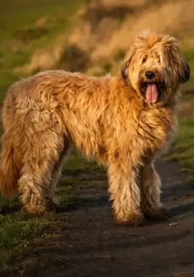 Owczarek francuski briard