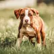 Amstaff (American Staffordshire Terrier)