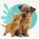 Cavapoo