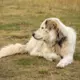 Pirenejski Pies Górski