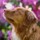 Retriever z Nowej Szkocji