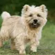 Cairn Terrier