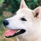 Jindo