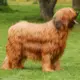 Owczarek francuski briard