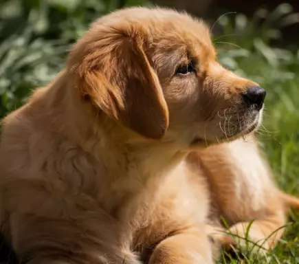 Golden Retriever 2