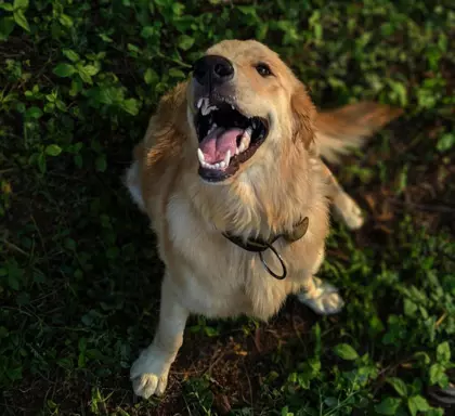 Golden Retriever 3