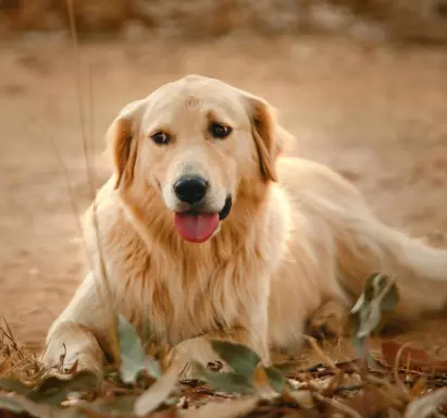 Golden Retriever 4