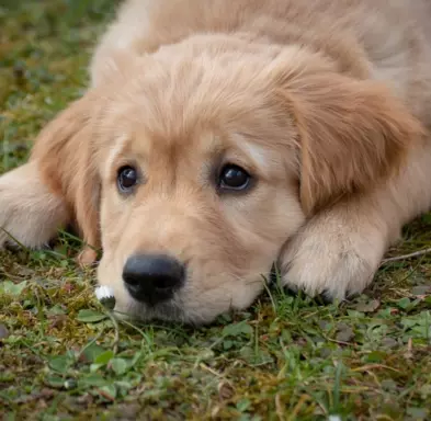 Golden Retriever 5