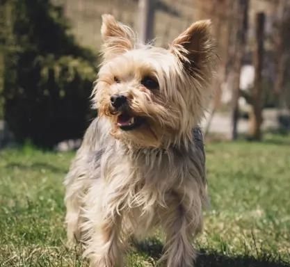 Yorkshire Terrier (York) 1