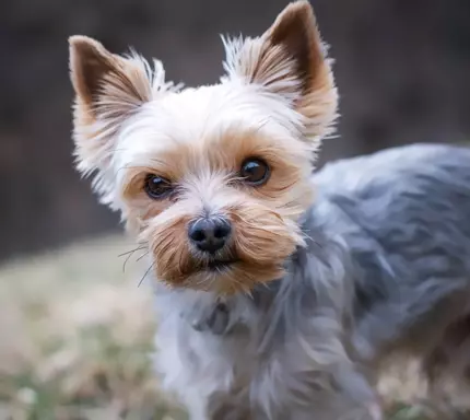 Yorkshire Terrier (York) 4