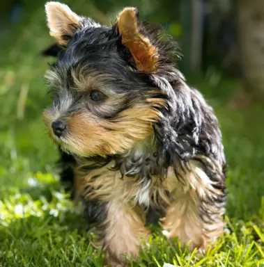 Yorkshire Terrier (York) 5