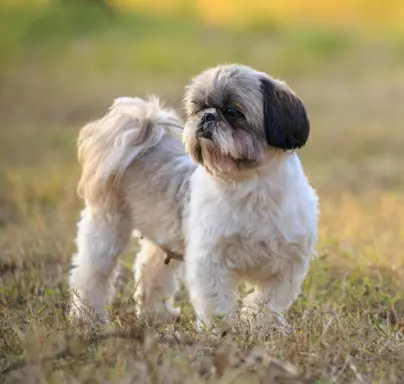 Shih Tzu 1