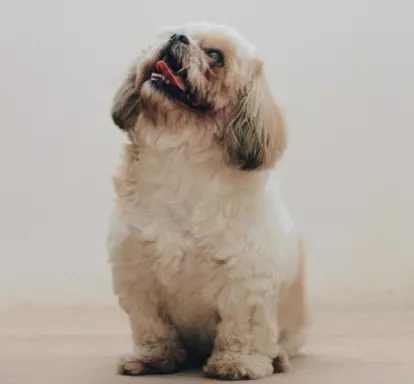 Shih Tzu 2