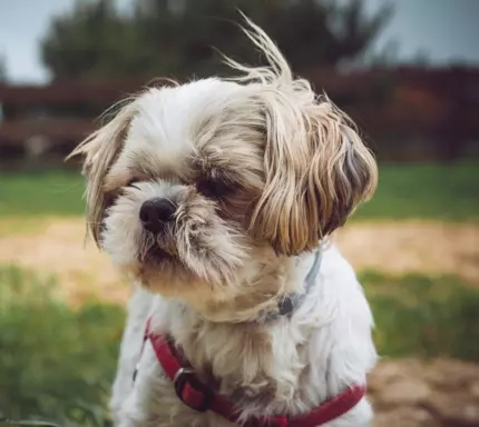 Shih Tzu 4