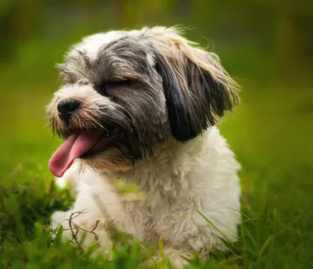 Shih Tzu 5