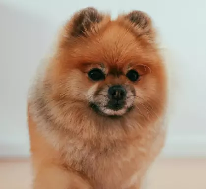 Szpic Miniaturowy Pomeranian 3