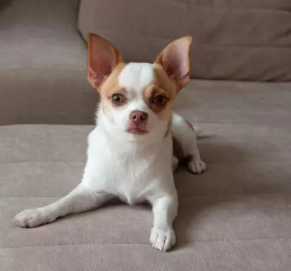 Chihuahua 3