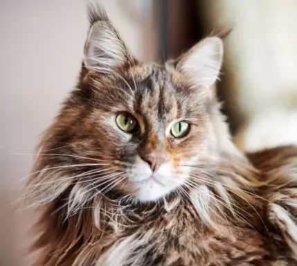 Maine Coon 1