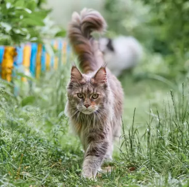 Maine Coon 2