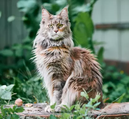 Maine Coon 3