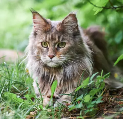 Maine Coon 4